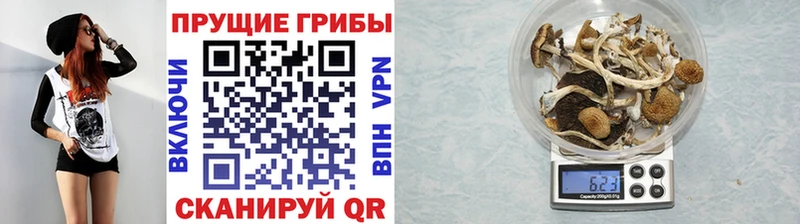 Купить где  Вольск  Галлюциногенные грибы Cubensis 